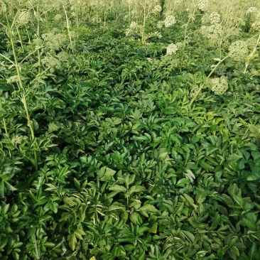 鲜白芷
