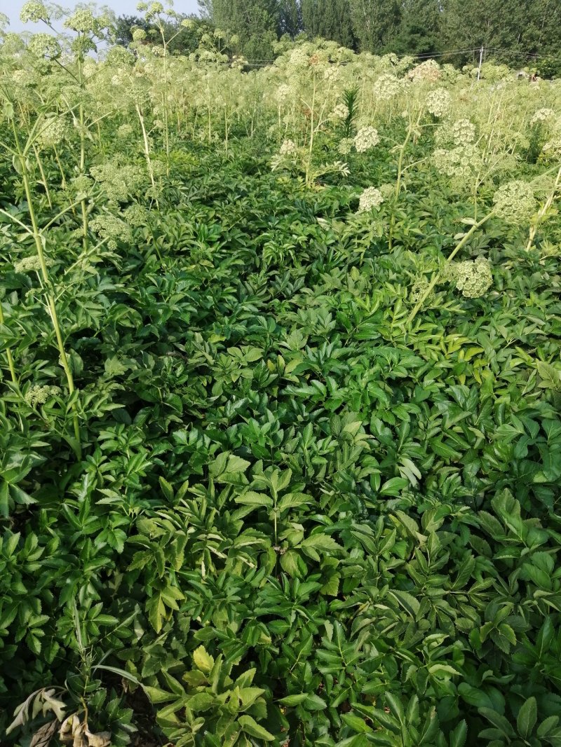 鲜白芷