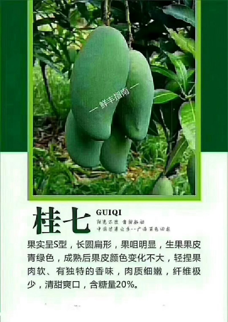 桂七芒