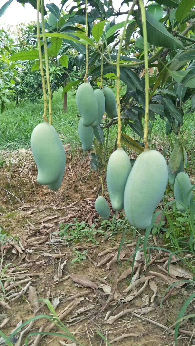 桂七芒