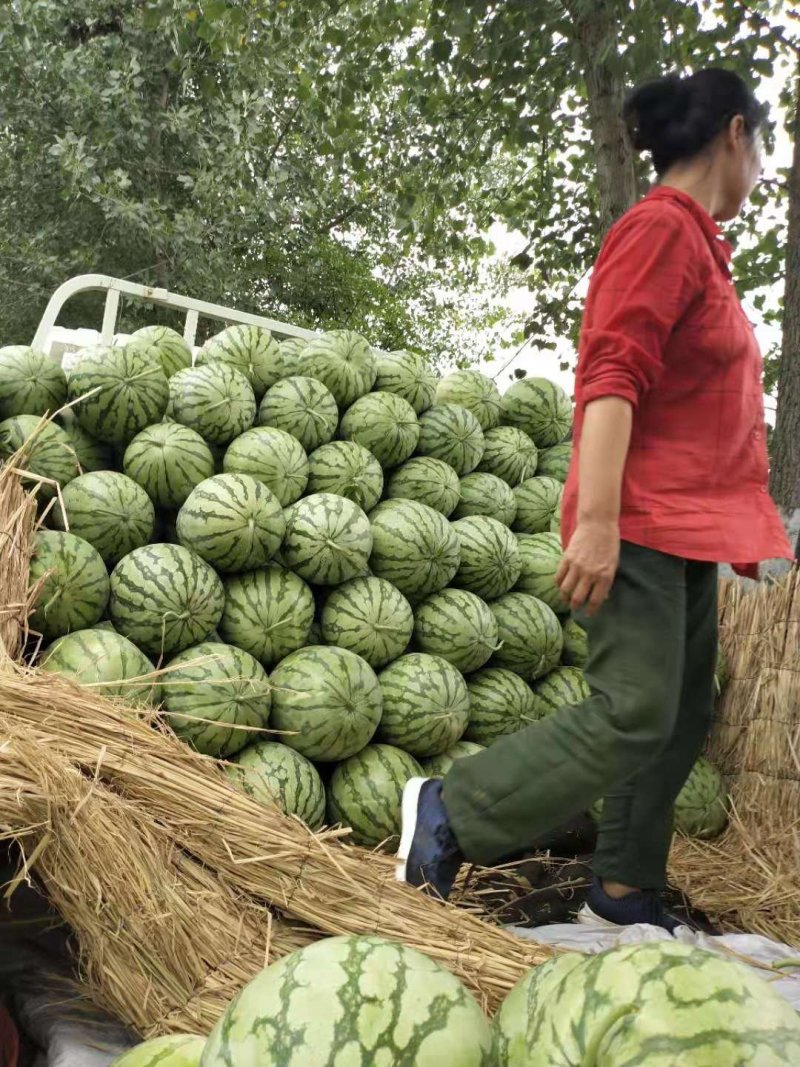 西瓜花无籽西瓜8斤打底皮薄多汁瓜型好产地直销