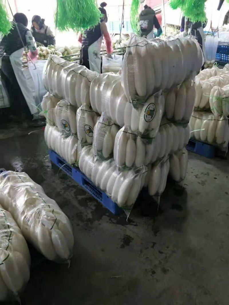 白萝卜