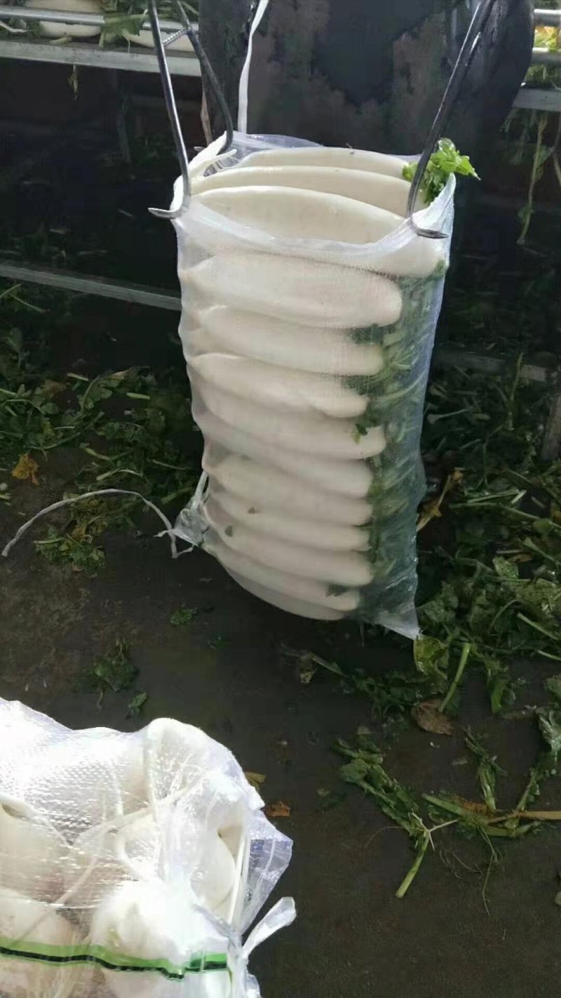白萝卜