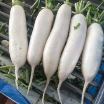 白萝卜