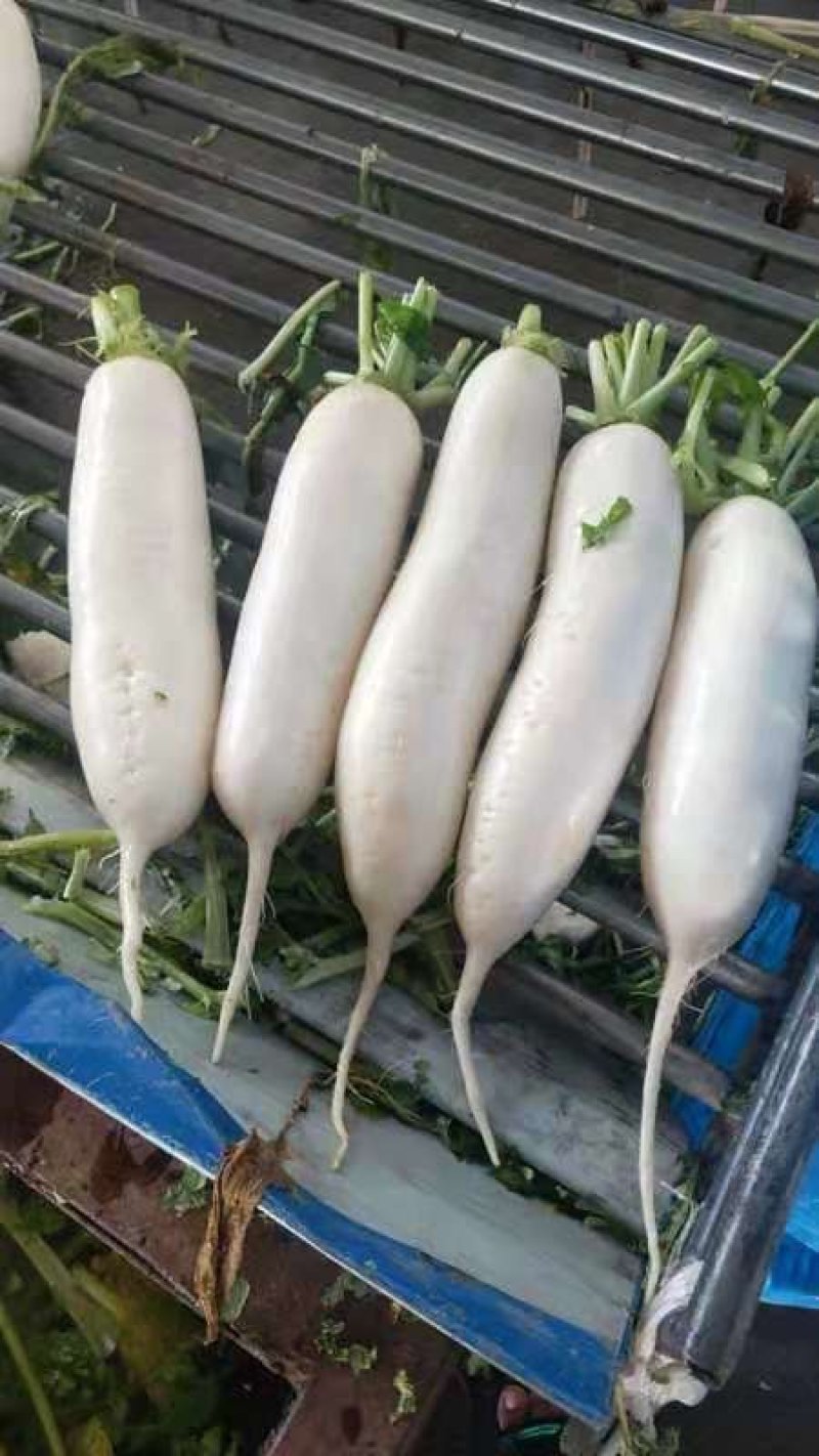 白萝卜