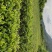 杜鹃