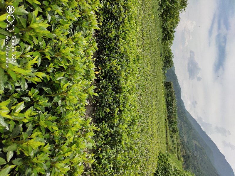 杜鹃