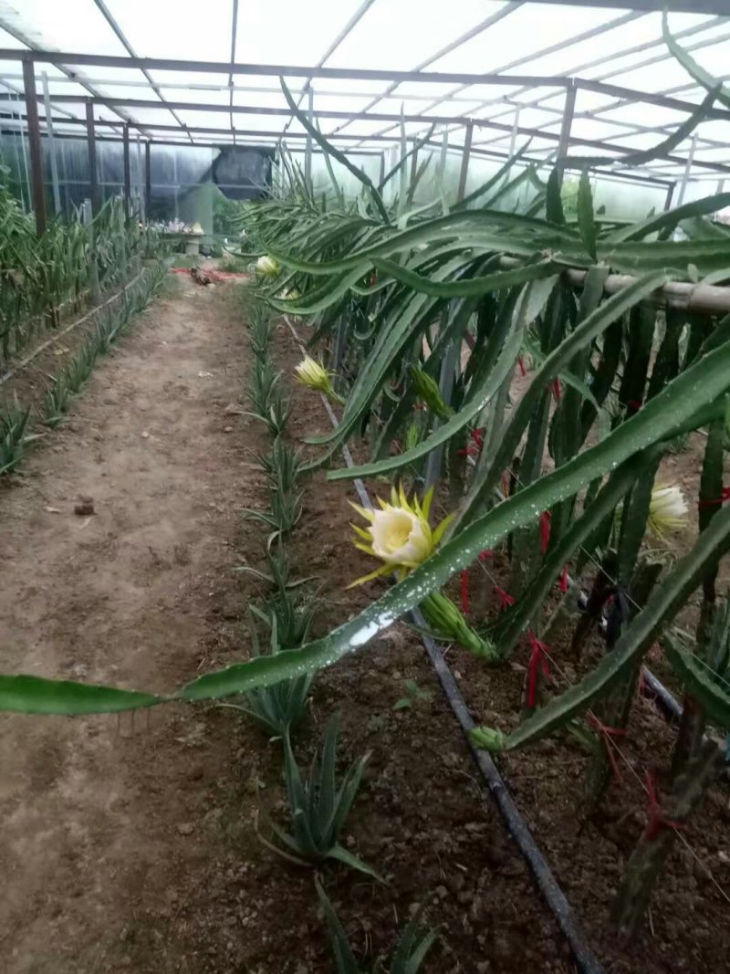 库拉索芦荟，火龙果苗，火龙果