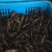 小龙虾种苗批发人工培育优选优育