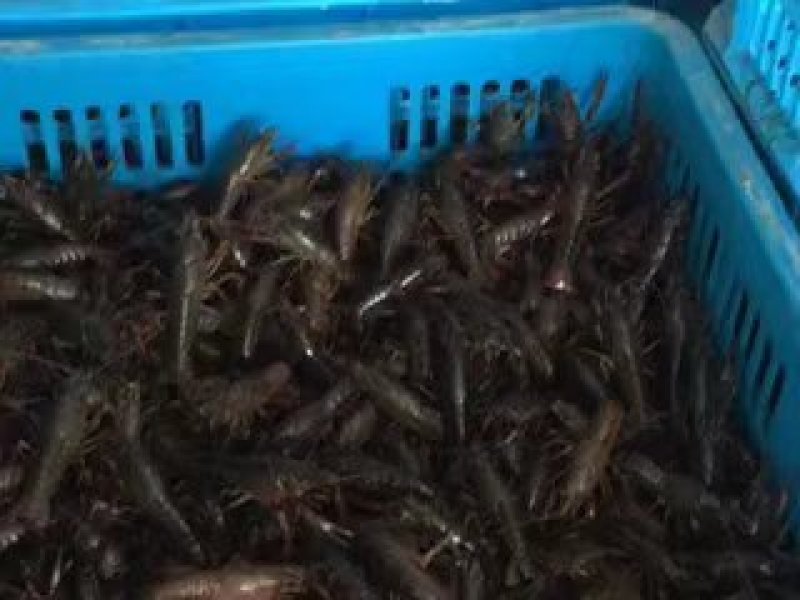 小龙虾种苗批发人工培育优选优育