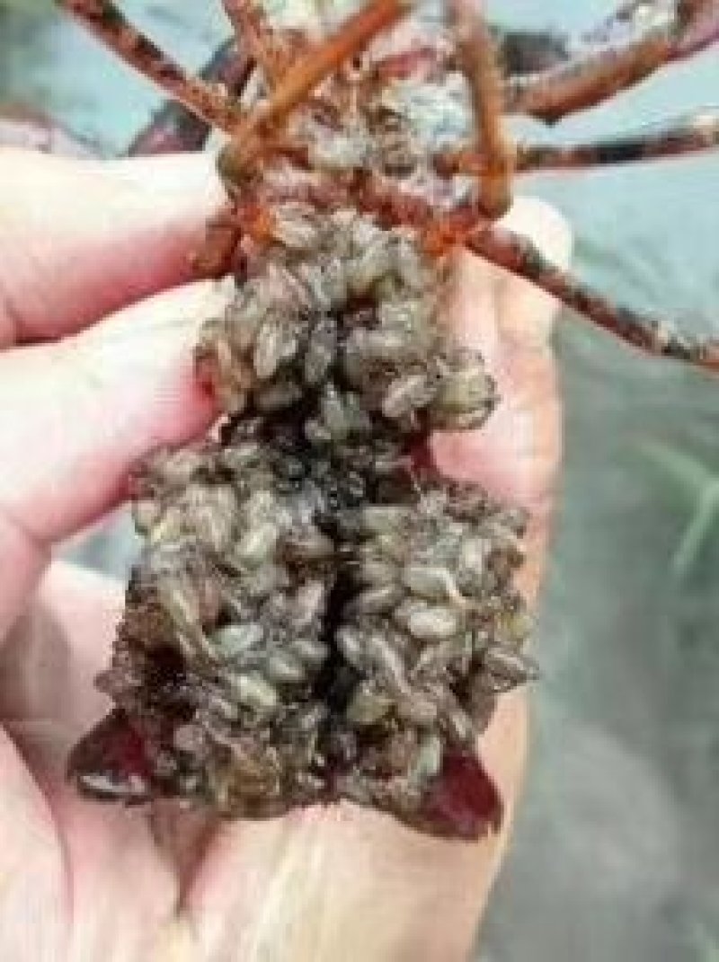 小龙虾种苗批发人工培育优选优育
