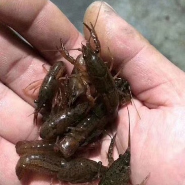 小龙虾种苗批发人工培育优选优育