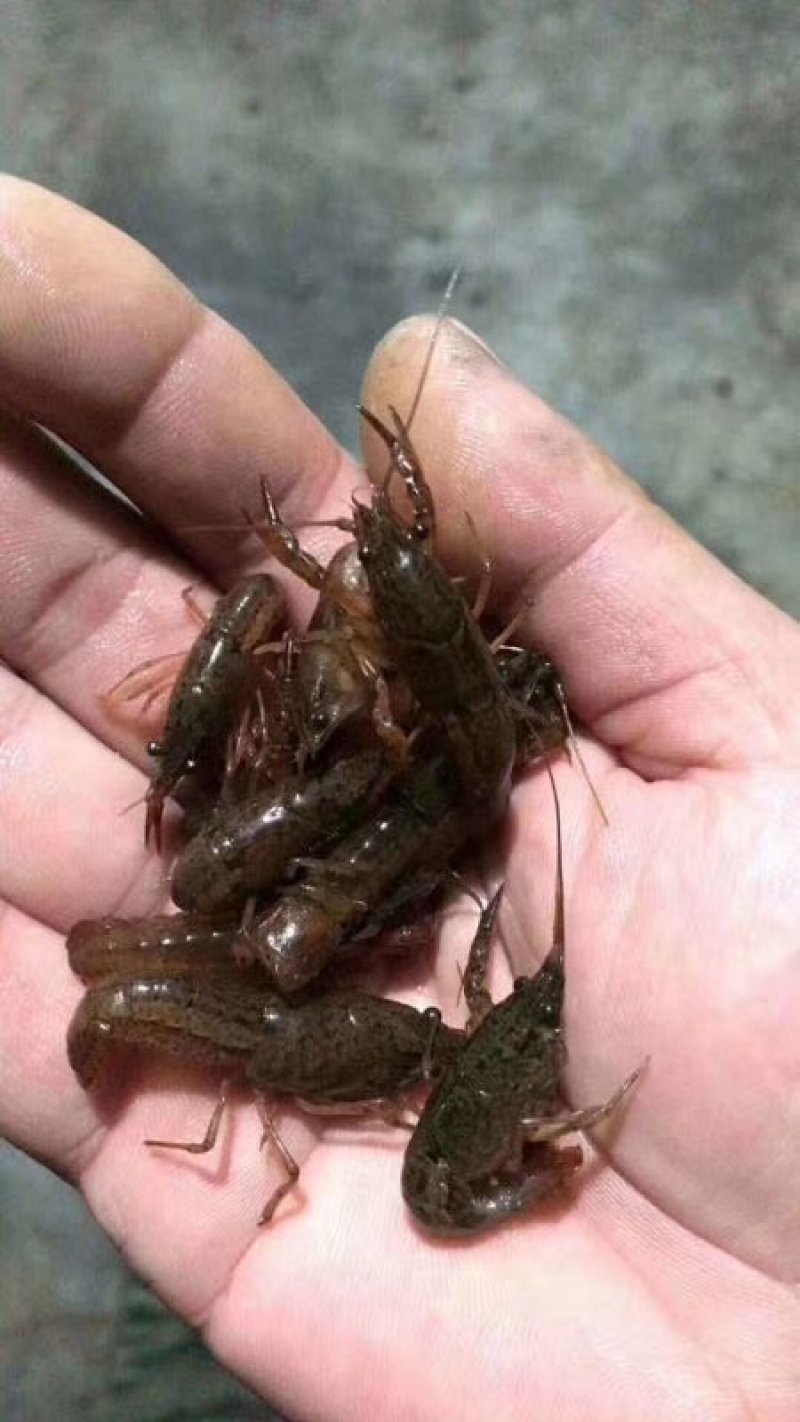 小龙虾种苗批发人工培育优选优育
