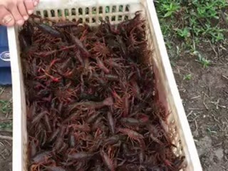 小龙虾种苗批发人工培育优选优育