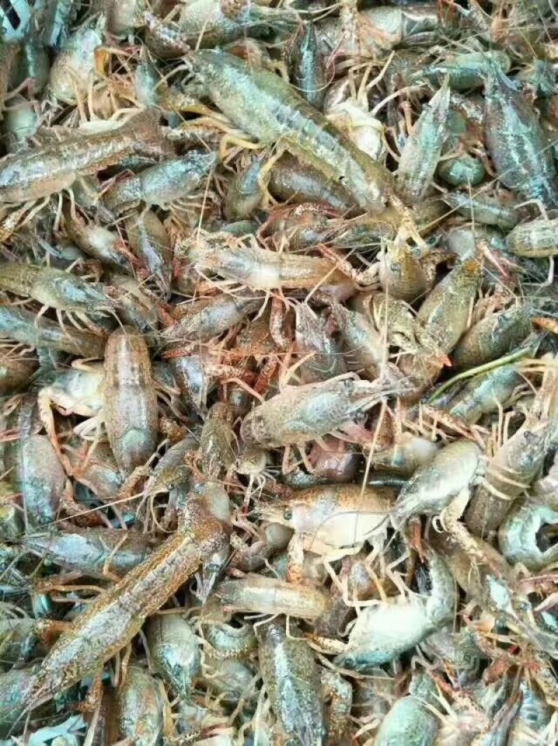 小龙虾种苗批发人工培育优选优育