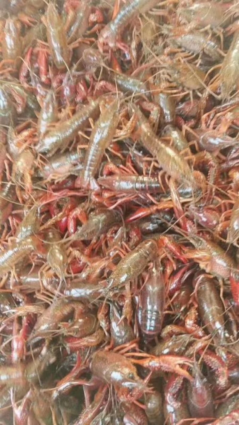 小龙虾种苗批发人工培育优选优育