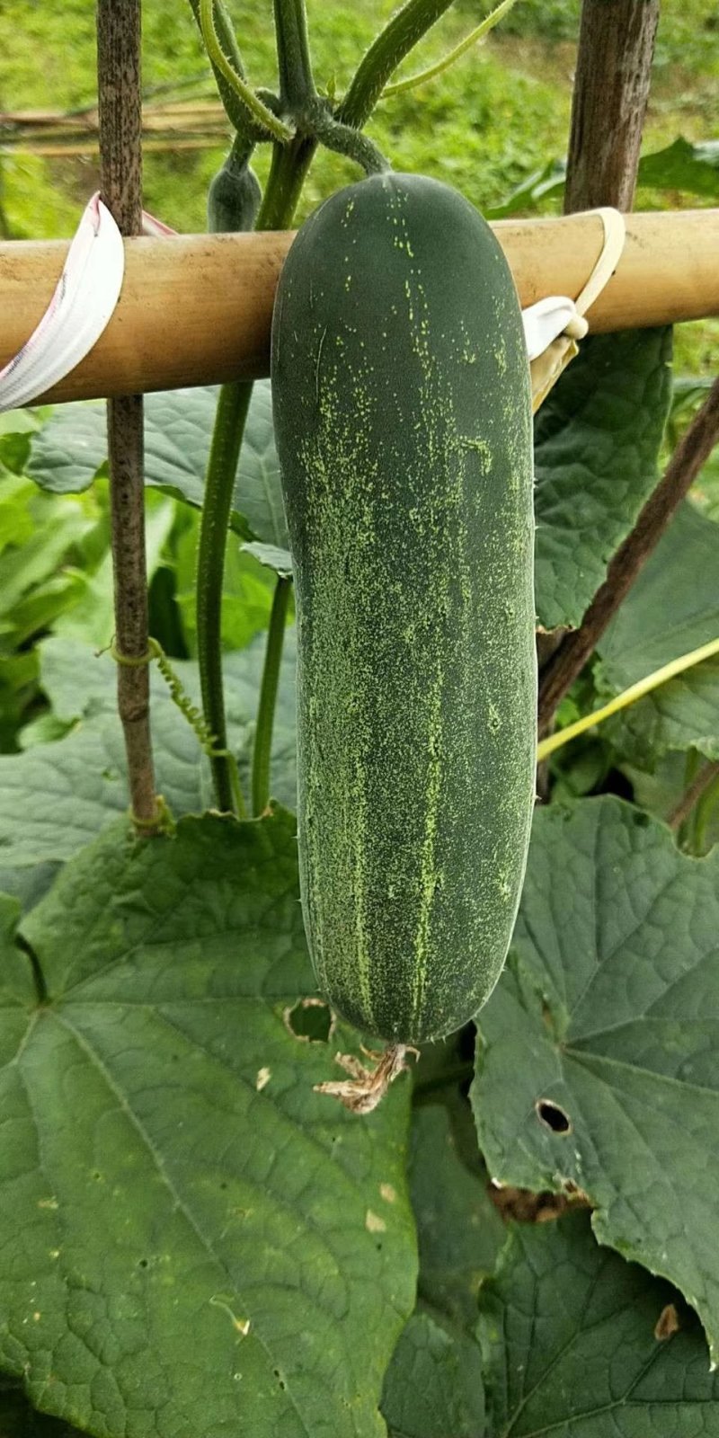 水果型吊瓜黄瓜苗，脆甜无苦味，品质保证，欢迎来电