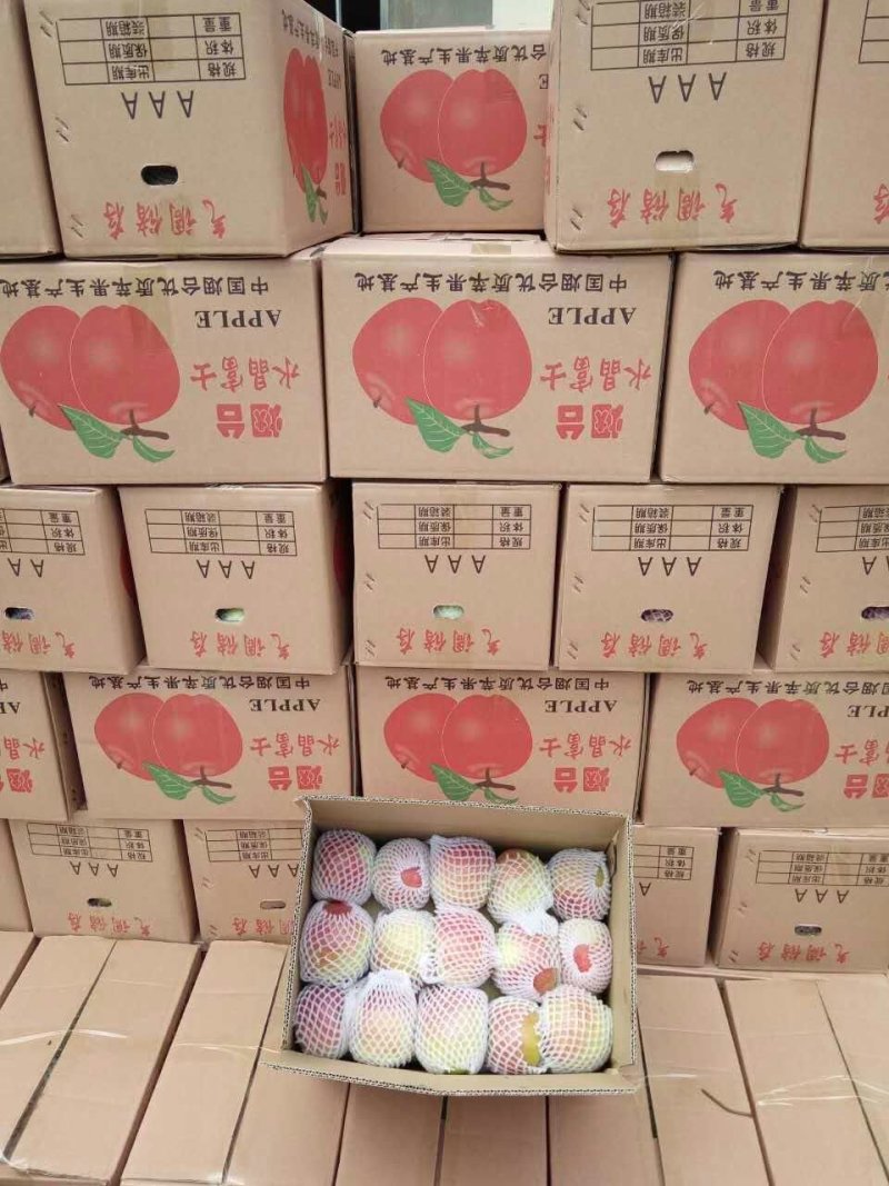 山东苹果产区●美八苹果●