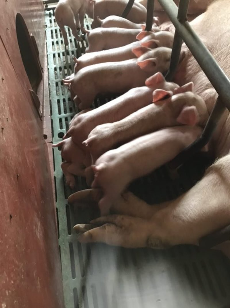 【猪场出售】育肥猪苗三元仔猪长白猪杜洛克母猪苗等