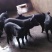 【猪场出售】育肥猪苗三元仔猪长白猪杜洛克母猪苗等