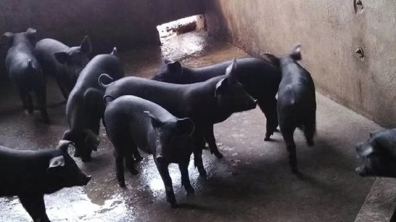 【猪场出售】育肥猪苗三元仔猪长白猪杜洛克母猪苗等