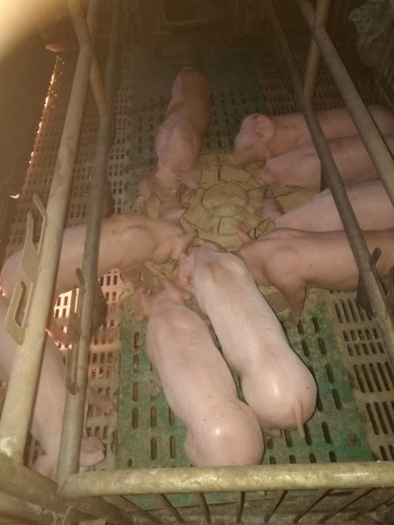 【猪场出售】育肥猪苗三元仔猪长白猪杜洛克母猪苗等