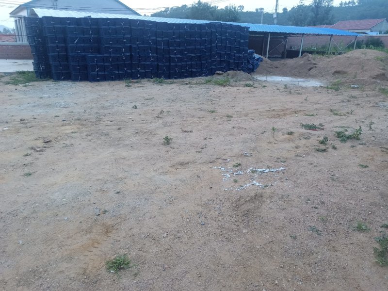 123苹果k9苹果代收有场地