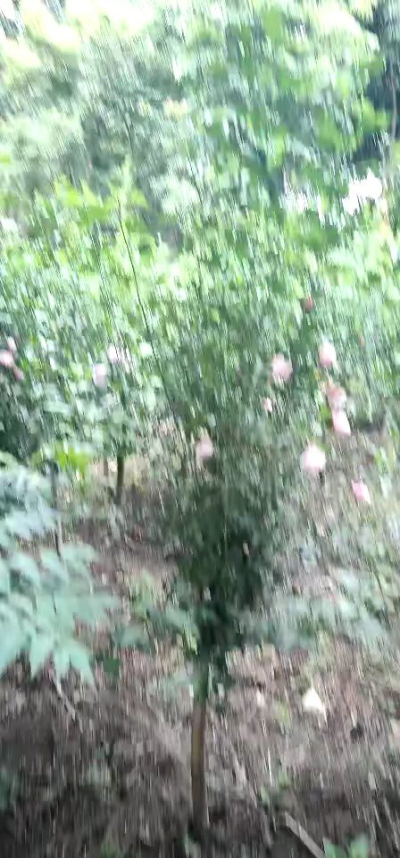 木槿