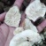 菊苣根，新货，大片无硫菊巨根