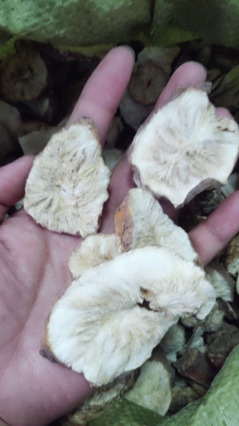 菊苣根，新货，大片无硫菊巨根