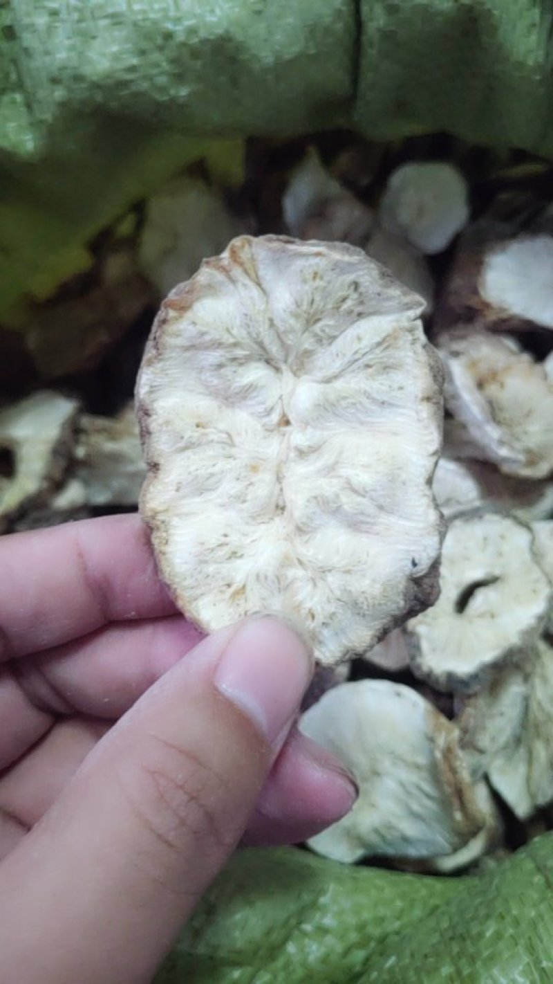 菊苣根，新货，大片无硫菊巨根