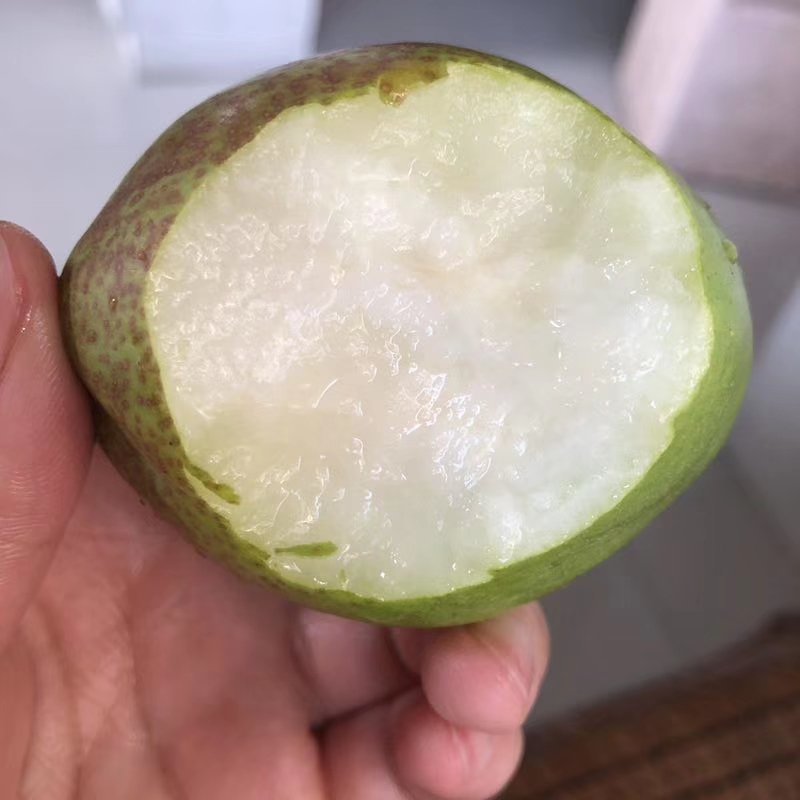 新梨七号