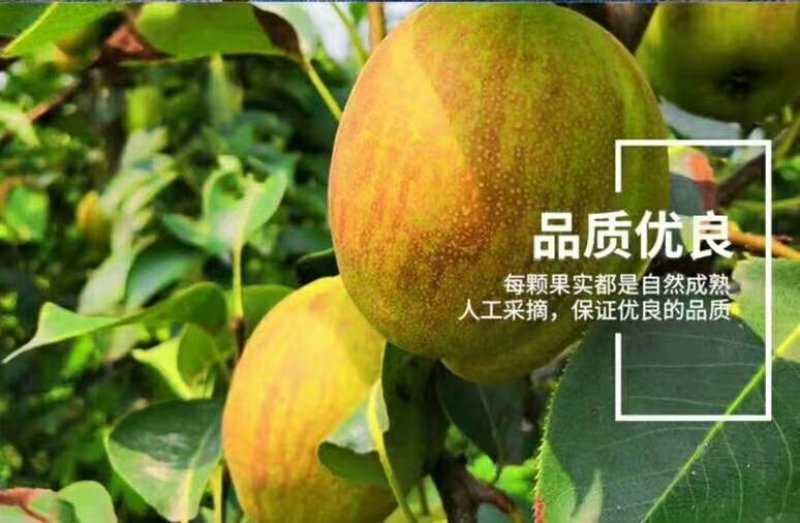 新梨七号