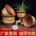 陶瓷花盆大号家用盆景创意多肉陶土粗陶花盆清仓特大紫砂