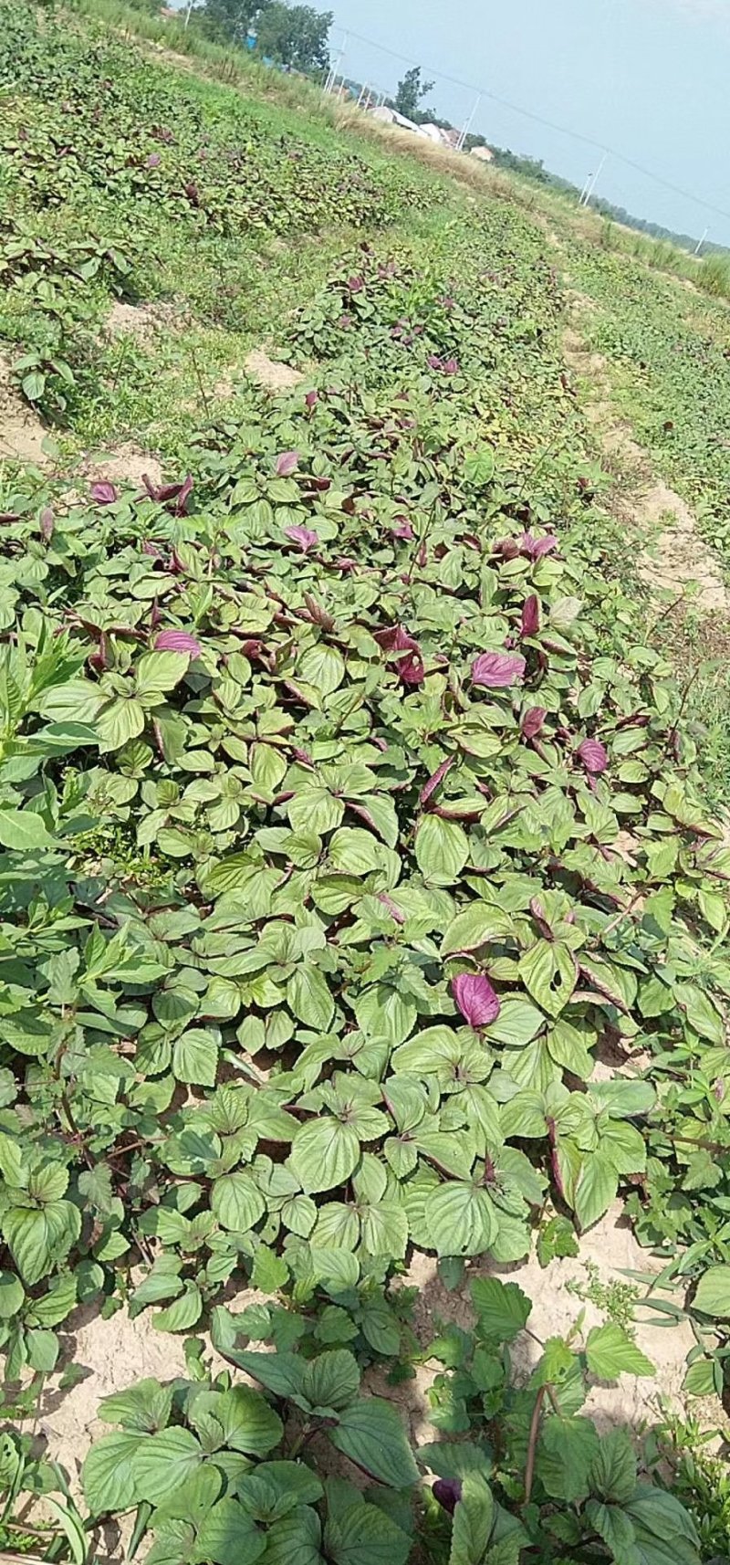 蔬菜，特菜，中药材，药食同源，紫苏，苏子叶