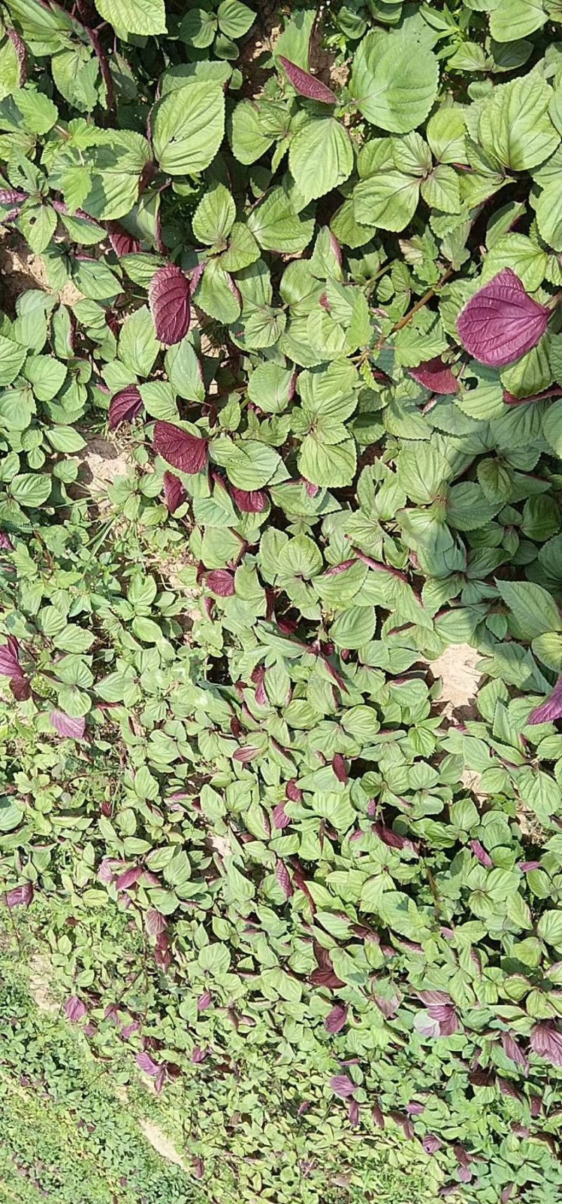 蔬菜，特菜，中药材，药食同源，紫苏，苏子叶