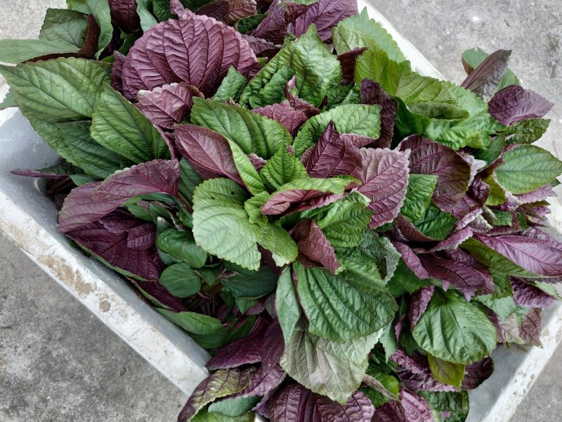 蔬菜，特菜，中药材，药食同源，紫苏，苏子叶