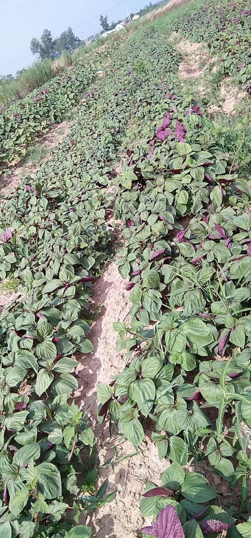 蔬菜，特菜，中药材，药食同源，紫苏，苏子叶