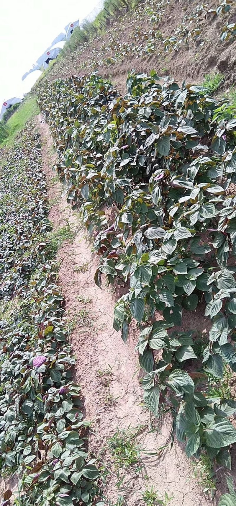 蔬菜，特菜，中药材，药食同源，紫苏，苏子叶