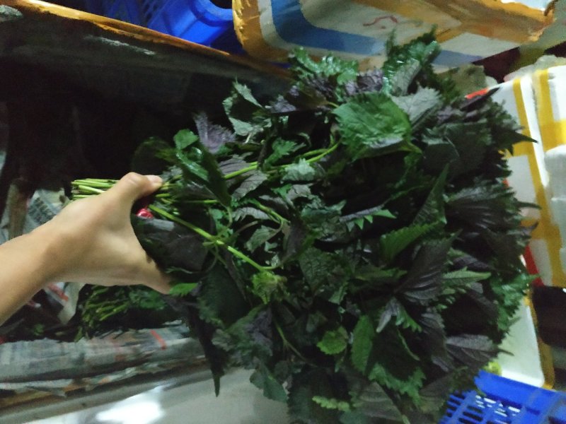 蔬菜，特菜，中药材，药食同源，紫苏，苏子叶