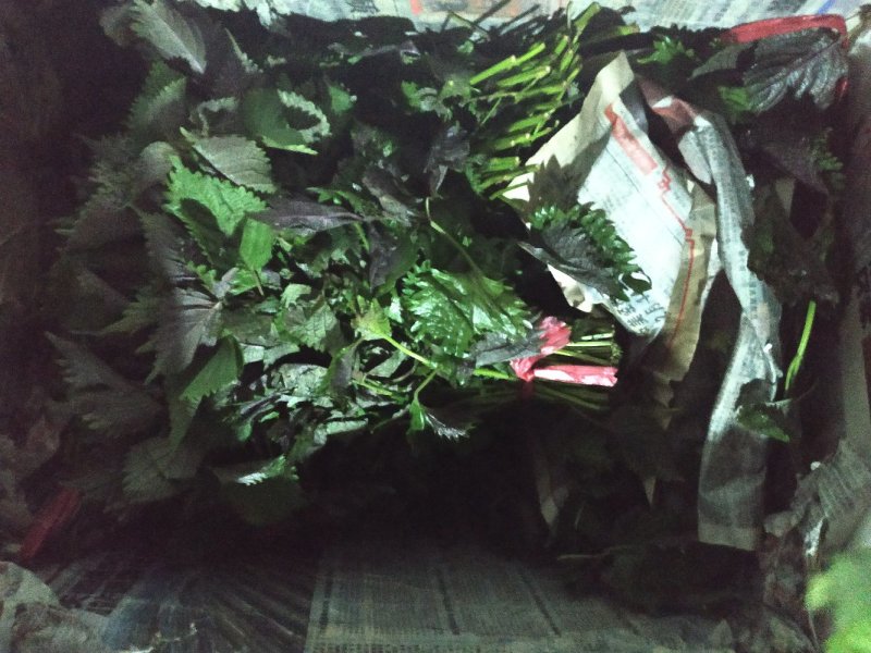 蔬菜，特菜，中药材，药食同源，紫苏，苏子叶