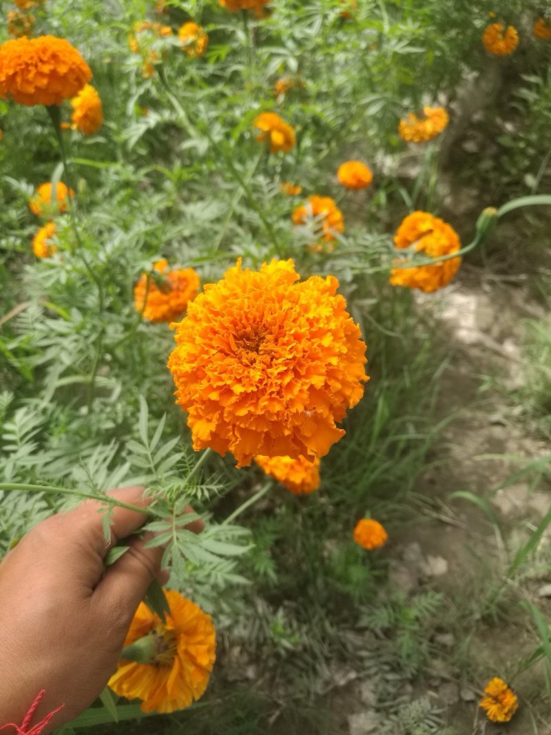 万寿菊鲜切花/万寿菊干花/提起色素万寿菊