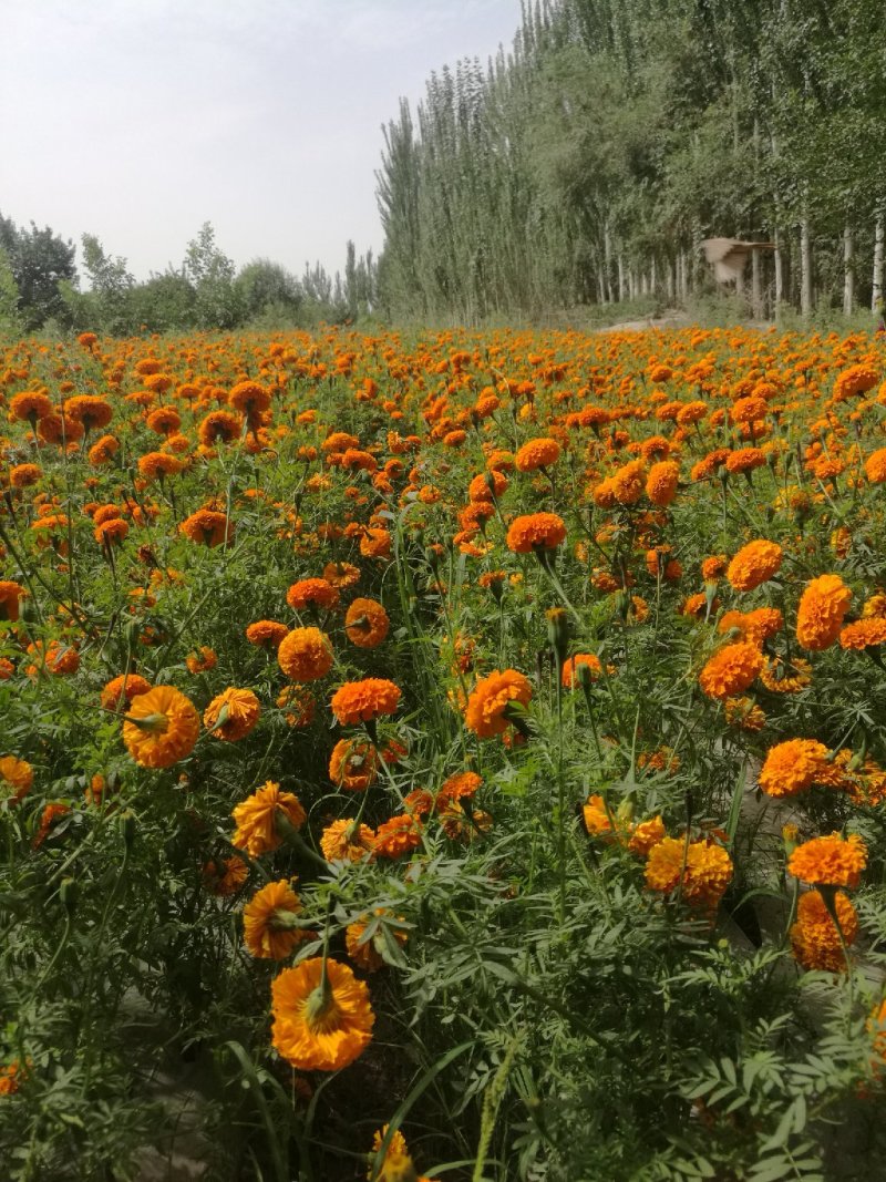 万寿菊鲜切花/万寿菊干花/提起色素万寿菊