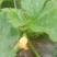 高山反季蔬菜