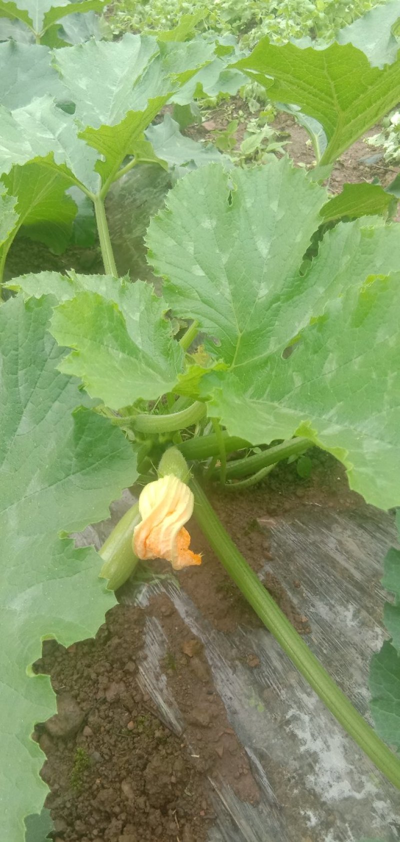 高山反季蔬菜