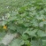 高山反季蔬菜