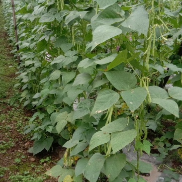 高山反季蔬菜