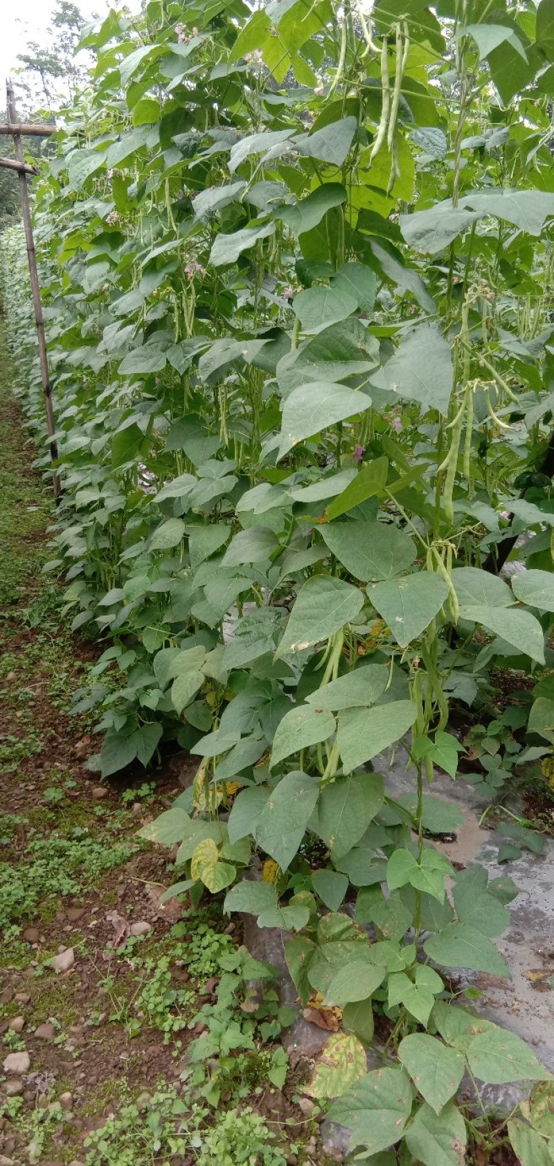 高山反季蔬菜