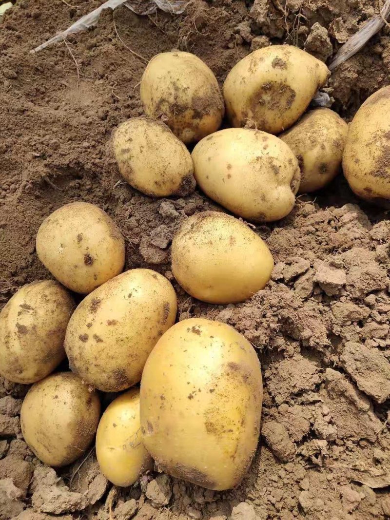 牡丹江精品土豆尤金885荷兰土豆产地直销欢迎电联