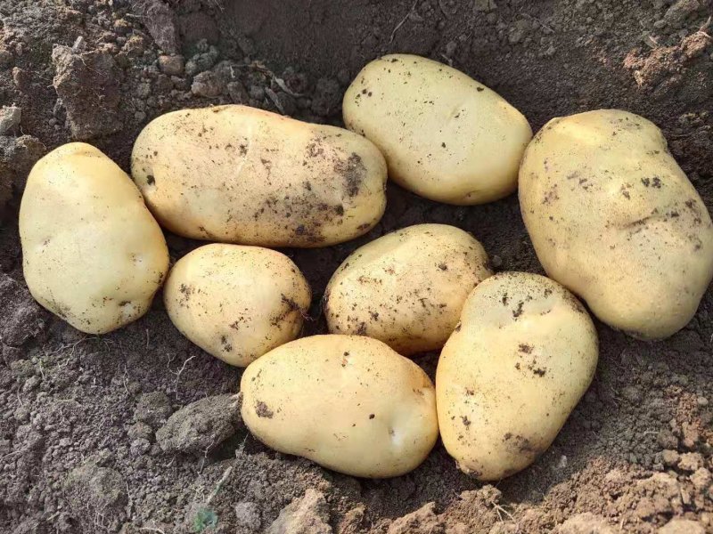 牡丹江精品土豆尤金885荷兰土豆产地直销欢迎电联